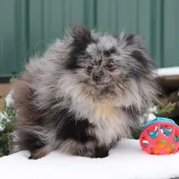 President, a male Pomeranian for sale in Clyde, NY – Photo 2 of 3