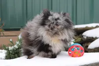 President, a male Pomeranian for sale in Clyde, NY – Photo 1 of 3