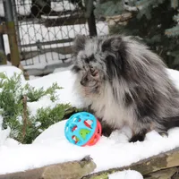 President, a male Pomeranian for sale in Clyde, NY – Photo 3 of 3