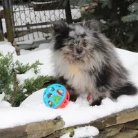 President, a male Pomeranian for sale in Clyde, NY – Photo 1 of 3