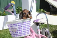 Julie, a female Miniature Dachshund for sale in Clyde, NY – 2 of 6