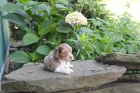 Manny, a male Miniature Dachshund for sale in Clyde, NY – 1 of 4