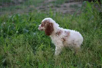 Kezia, a female Cocker Spaniel for sale in Clyde, NY – 3 of 3