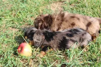 Doran, a male Miniature Dachshund for sale in Clyde, NY – 4 of 4