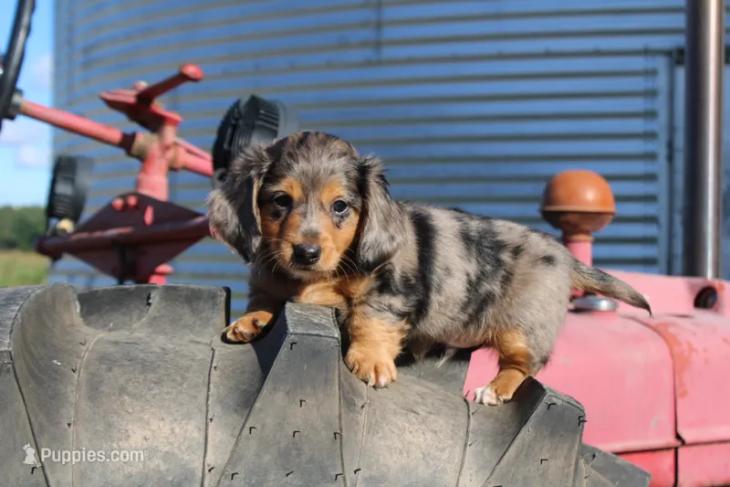 Tahoe – Miniature Dachshund puppy for sale in Clyde, NY