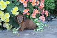 Jody, a female Miniature Dachshund for sale in Clyde, NY – 3 of 6