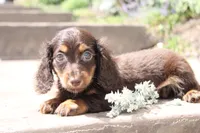 Missy, a male Miniature Dachshund for sale in Clyde, NY – 3 of 4