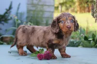 Doran, a male Miniature Dachshund for sale in Clyde, NY – 2 of 4