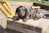 Justin, a male Miniature Dachshund for sale in Clyde, NY – 2 of 6