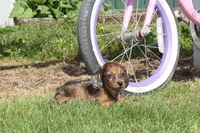 Julie, a female Miniature Dachshund for sale in Clyde, NY – 4 of 6