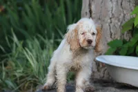Sara, a female Cocker Spaniel for sale in Clyde, NY – 1 of 5