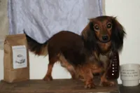 Julie, a female Miniature Dachshund for sale in Clyde, NY – 5 of 6