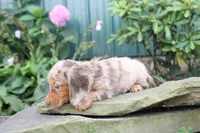 Daisy, a female Miniature Dachshund for sale in Clyde, NY – 4 of 4