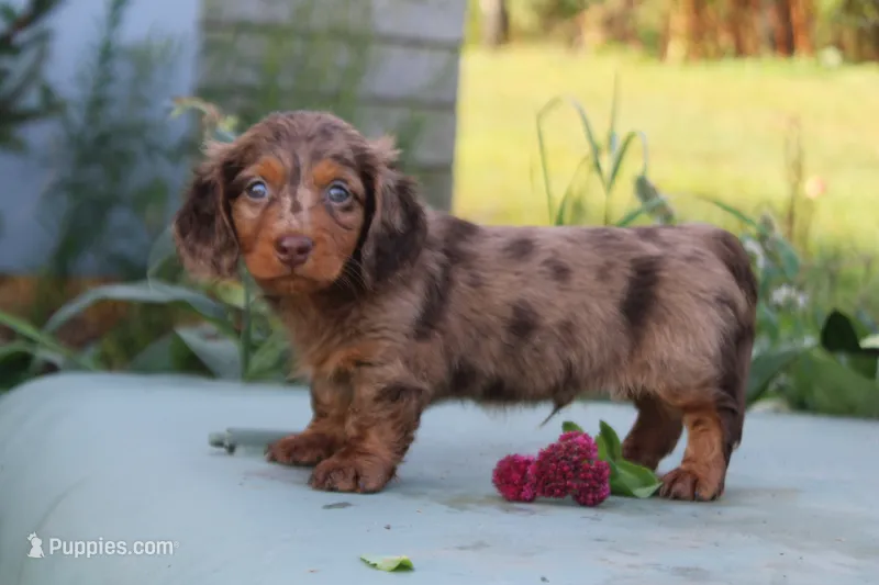 Doran – Miniature Dachshund puppy for sale in Clyde, NY
