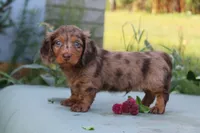 Doran, a male Miniature Dachshund for sale in Clyde, NY – 1 of 4