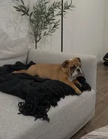 Sundae, a female English Bulldog for sale in Roseville, CA – Photo 4 of 8