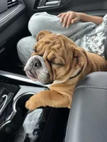 Sundae, a female English Bulldog for sale in Roseville, CA – Photo 7 of 8