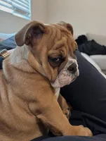 Sundae, a female English Bulldog for sale in Roseville, CA – Photo 5 of 8