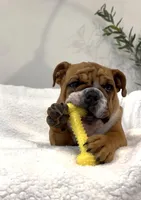 Sundae, a female English Bulldog for sale in Roseville, CA – Photo 1 of 8