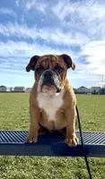 Sundae, a female English Bulldog for sale in Roseville, CA – Photo 6 of 8