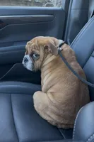 Sundae, a female English Bulldog for sale in Roseville, CA – Photo 3 of 8