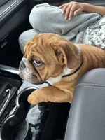 Sundae, a female English Bulldog for sale in Roseville, CA – Photo 8 of 8