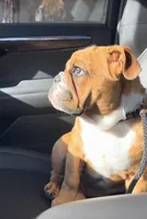 Sundae, a female English Bulldog for sale in Roseville, CA – Photo 2 of 8