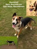 Hazel, a female German Shepherd Dog for sale in Killeen, TX – 3 of 3