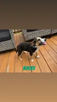 Rocky, a male German Shepherd Dog for sale in Killeen, TX – 2 of 3