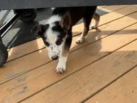 Oreo, a male German Shepherd Dog for sale in Killeen, TX – 3 of 3