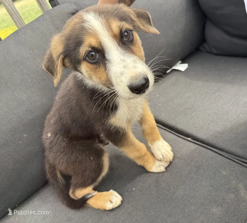 Rocky – German Shepherd Dog puppy for sale in Killeen, TX