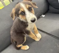 Rocky, a male German Shepherd Dog for sale in Killeen, TX – 1 of 3
