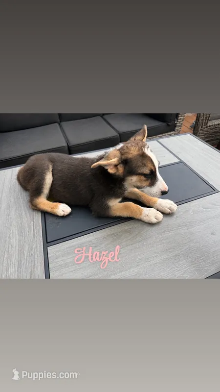 Hazel – German Shepherd Dog puppy for sale in Killeen, TX