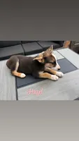 Hazel, a female German Shepherd Dog for sale in Killeen, TX – 1 of 3