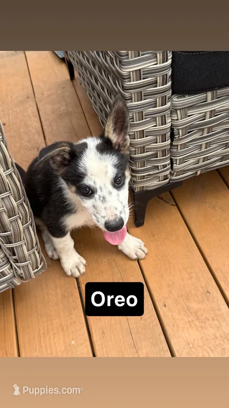 Oreo – German Shepherd Dog puppy for sale in Killeen, TX