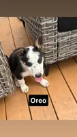 Oreo, a male German Shepherd Dog for sale in Killeen, TX – 1 of 3