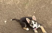 Hazel, a female German Shepherd Dog for sale in Killeen, TX – 2 of 3