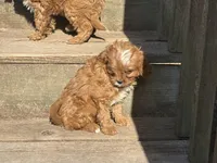 Libby, a female Cavapoo for sale in Stillwater, MN – 5 of 7