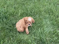 Libby, a female Cavapoo for sale in Stillwater, MN – 3 of 7