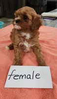 Libby, a female Cavapoo for sale in Stillwater, MN – 2 of 7