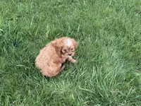 Libby, a female Cavapoo for sale in Stillwater, MN – 4 of 7