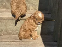 Libby, a female Cavapoo for sale in Stillwater, MN – 6 of 7