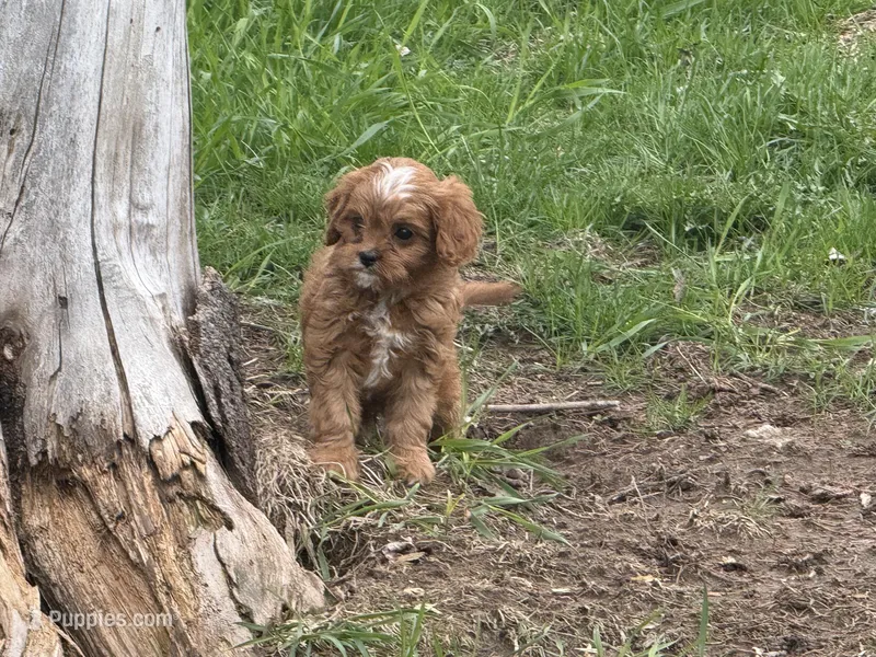 Libby – Cavapoo puppy for sale in Stillwater, MN