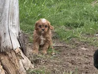 Libby, a female Cavapoo for sale in Stillwater, MN – 7 of 7