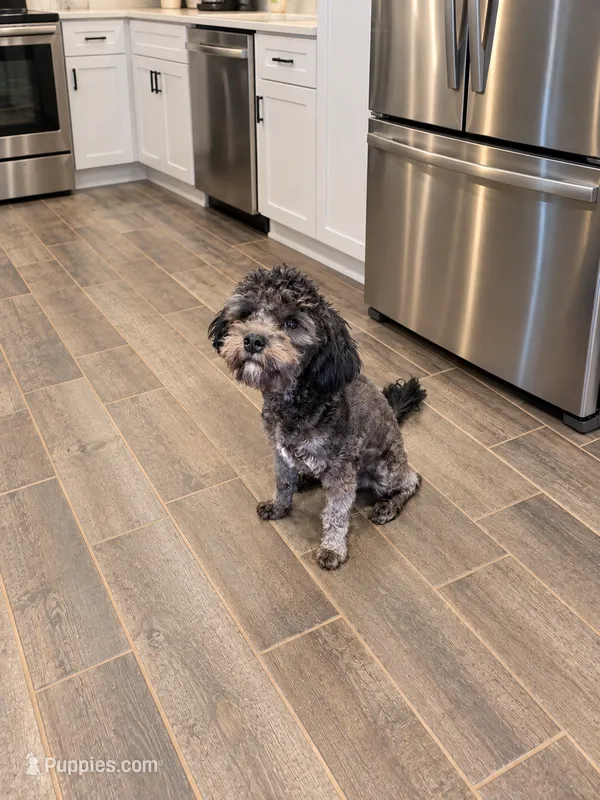 Max – Cavapoo puppy for sale in Stillwater, MN