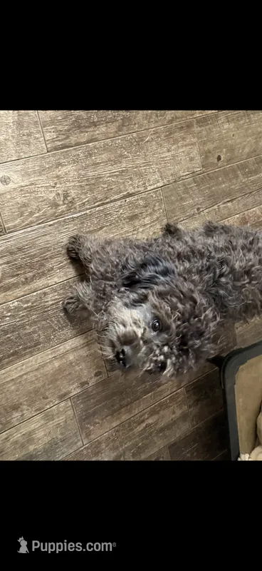 Max – Cavapoo puppy for sale in Stillwater, MN