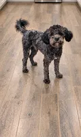 Max, a male Cavapoo for sale in Stillwater, MN – 2 of 6