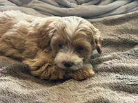 Taylor , a female Cavapoo and Poodle - Toy  for sale in Stillwater, MN – 2 of 5