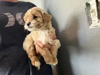 Tilly , a female Cavapoo and Poodle - Toy  for sale in Stillwater, MN – 4 of 4