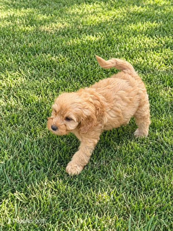 Carl  – Miniature Goldendoodle puppy for sale in Stillwater, MN